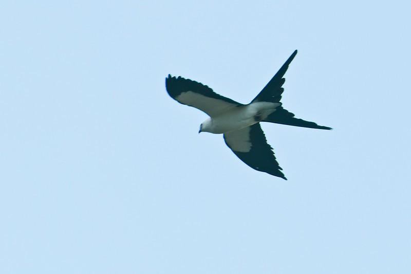 Swallow-tailed Kite (Elanoides forficatus) by Africaddict