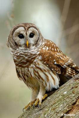 Northern Barred Owl (Strix varia) Reinier Munguia