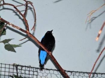 Asian Fairy-bluebird (Irena puella) at Cincinnati Zoo by Lee