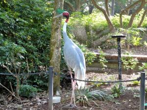 Sarus Crane (Grus antigone) by Lee at Wings of Asia
