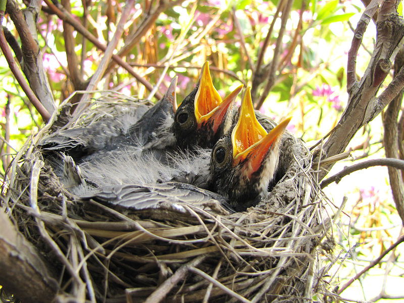 American Robin (Turdus migratorius) in nest ready to eat WikiC