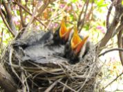 American Robin (Turdus migratorius) in nest ready to eat WikiC