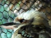 Laughing Kookaburra (Dacelo novaeguineae) by Lee Cincinnati Zoo 9-5-13