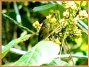 Purple-naped Sunbird (Hypogramma hypogrammicum) by Wondersf