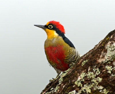 Yellow-fronted Woodpecker (Melanerpes flavifrons) by Dario Sanches