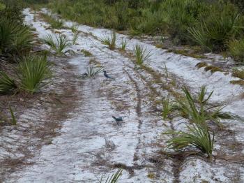 Florida Scrub Jay (Aphelocoma coerulescens) Lake June-in-Winter SPk