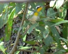 Yellow-throated Warbler (Setophaga dominica