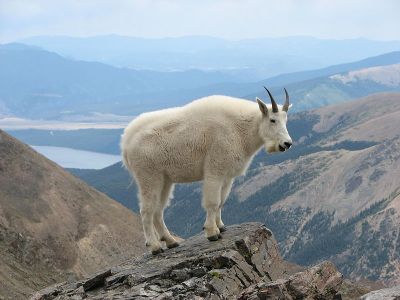 Mountain Goat at Mount Massive ©WikiC