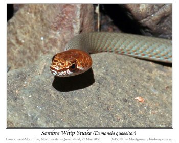 Sombre Whip Snake by Ian