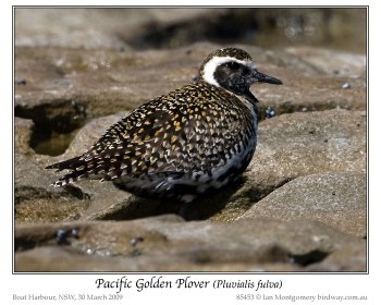 Pacific Golden Plover (Pluvialis fulva) by Ian 3