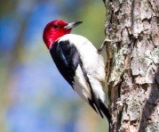 Red-headed Woodpecker (Melanerpes erythrocephalus) ©Bing