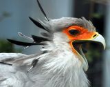Secretarybird (Sagittarius serpentarius) with open beak©WikiC