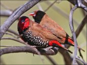 Painted Finch (Emblema pictum) by Ian