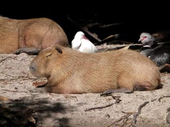 Capybara with White Ibis and Crested Screamer by Lee at PB Zoo