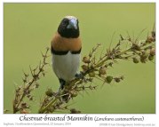 Chestnut-breasted Mannikin (Lonchura castaneothorax) by Ian