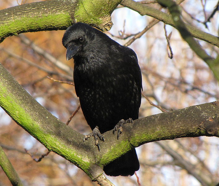 Carrion Crow (Corvus corone) Southend-on-Sea England ©WikiC