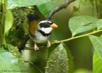 Orange-billed Sparrow (Arremon aurantiirostris) by Michael Woodruff