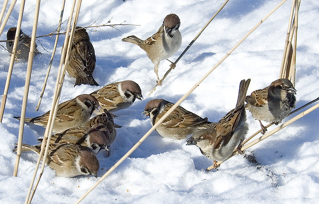 Αποτέλεσμα εικόνας για sparrows snow