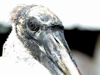 Wood Stork Face Close-up by Lee
