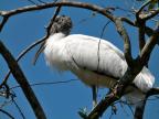 Wood Stork on Tree