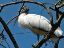 Wood Stork on Tree