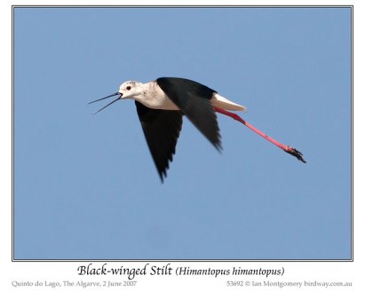 Black-winged Stilt (Himantopus himantopus) by Ian