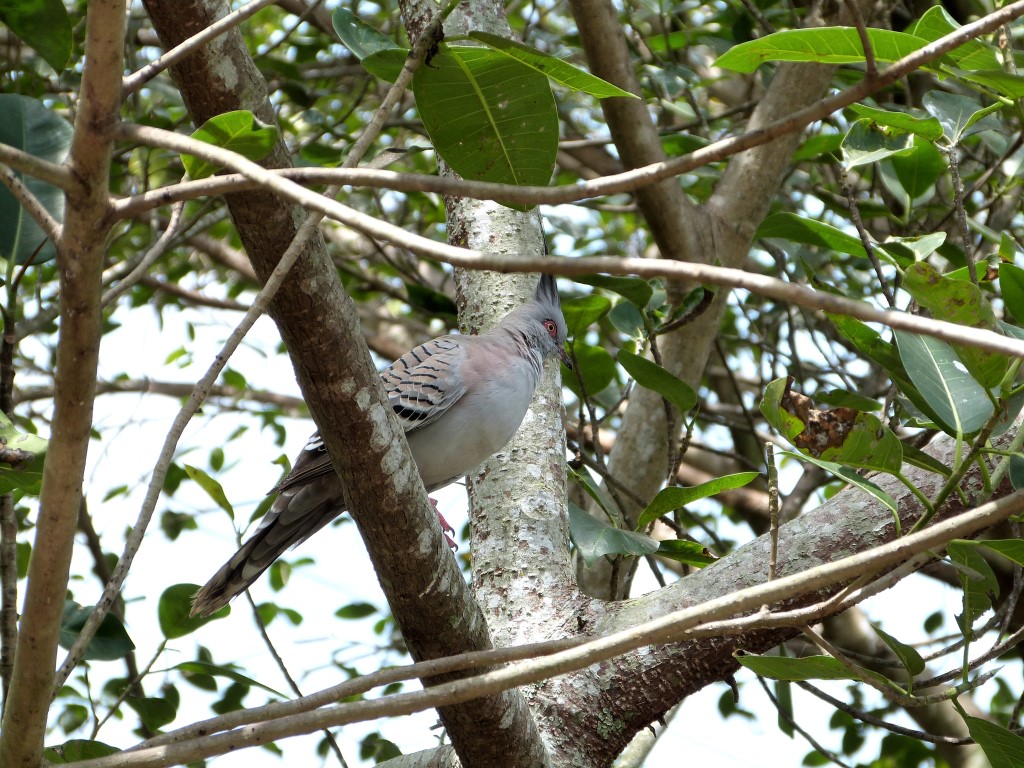 COL-Colu Crested Pigeon (Ocyphaps lophotes) at ZM by Lee