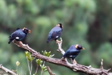 Sri Lanka Hill Myna (Gracula ptilogenya) @ Knuckles Forest Reserve