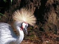 Grey Crowned Crane (Balearica regulorum gibbericeps) Riverbanks Zoo SC by Lee