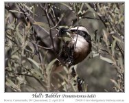 Hall's Babbler (Pomatostomus halli) by Ian