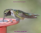 Broad-tailed Hummingbird (Selasphorus platycercus) by S Slayton
