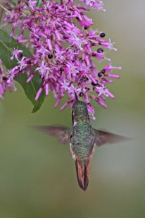 Scintillant Hummingbird (Selasphorus scintilla) by Margaret Sloan