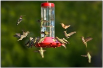 Twenty Hummingbirds at Feeder