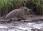 Bare-throated Tiger Heron (Tigrisoma mexicanum) by Ray