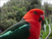 Australian King Parrot (Alisterus scapularis) Male Closeup by Ian