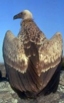 Cape Vulture (Gyps coprotheres) Back WikiC