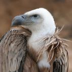 Griffon Vulture (Gyps fulvus) ©WikiC