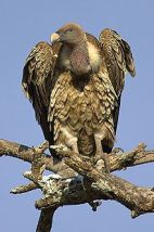 Rüppell's Vulture (Gyps rueppellii) WikiC