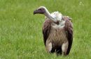 White-backed Vulture (Gyps africanus) WikiC