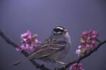 White-crowned Sparrow (Zonotrichia leucophrys) 3©USFWS