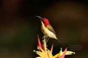 Lovely Sunbird (Aethopyga shelleyi) ©WikiC