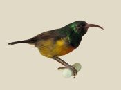 Loveridge's Sunbird (Cinnyris loveridgei) ©WikiC