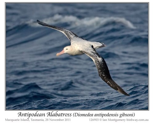 Antipodean Albatross (Diomedea antipodensis gibsoni ) by Ian