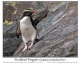 Fiordland Penguin (Eudyptes pachyrhynchus) by Ian