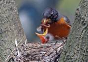 American Robin (Turdus migratorius)with youngsters by Raymond Barlow