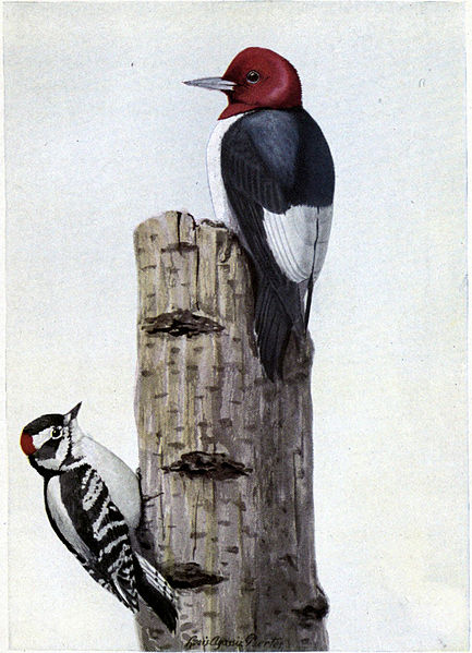 Redhead the Woodpecker, Downy the Woodpecker - Burgess Bird Book ©©