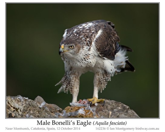 Bonelli's Eagle (Aquila fasciata) by Ian