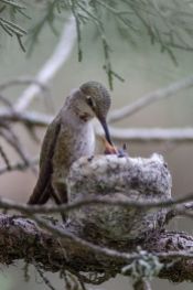 Anna's Hummingbird with Chicks From Pinterest