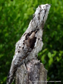 Common Potoo (Nyctibius griseus) ©Jullan Iondono