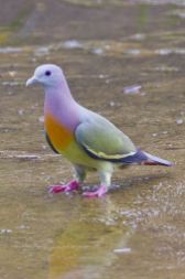 Pink-necked Green Pigeon (S E Asia) From Pinterest
